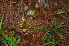 Senecio taitungensis