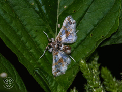 Leucinodes orbonalis