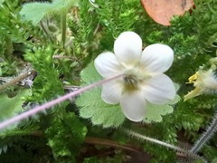 Sibthorpia peregrina