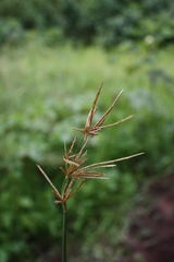 Cyperus articulatus
