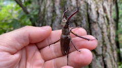 Lucanus maculifemoratus