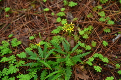 Senecio taitungensis