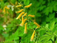 Corydalis formosana