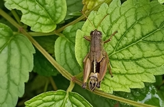 Peripolus