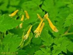 Corydalis formosana