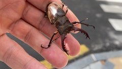 Lucanus maculifemoratus