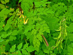Corydalis formosana