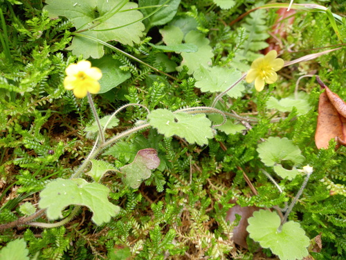 Madeira Moneywort
