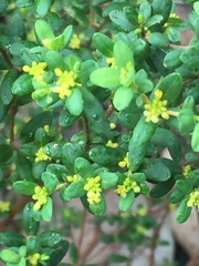 Pimelea hewardiana