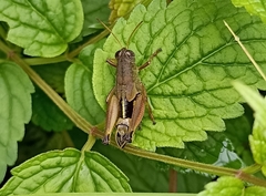 Peripolus