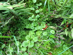 Sibthorpia peregrina