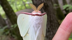 Actias gnoma