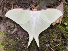 Actias gnoma