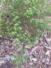 Pimelea hewardiana
