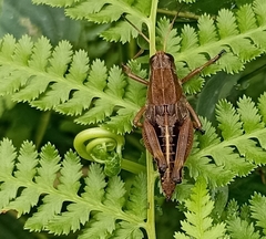 Peripolus
