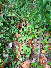 Sibthorpia peregrina