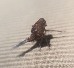 Nogodinidae