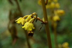 Galeola lindleyana