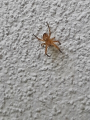 Araneus diadematus