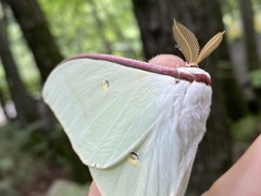 Actias gnoma