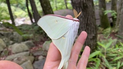 Actias gnoma