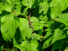 Takydromus viridipunctatus