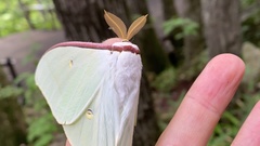 Actias gnoma