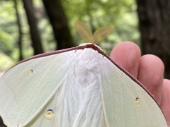 Actias gnoma