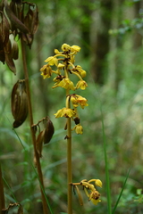 Galeola lindleyana