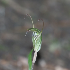 Pterostylis striata