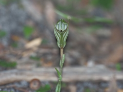Pterostylis striata