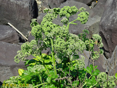 Angelica hirsutiflora
