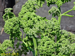 Angelica hirsutiflora
