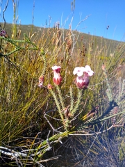 Erica ampullacea