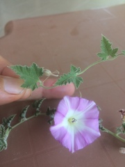 Convolvulus galaticus