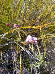 Erica ampullacea