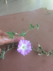 Convolvulus galaticus