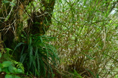 Calanthe arcuata