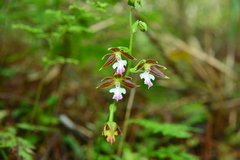 Calanthe arcuata