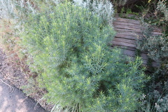 Olearia glutinosa