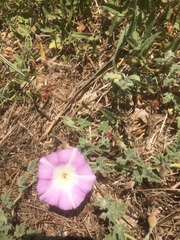 Convolvulus galaticus