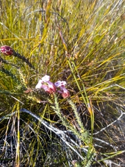 Erica ampullacea