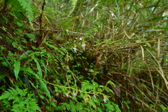Calanthe arcuata
