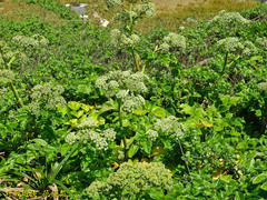 Angelica hirsutiflora