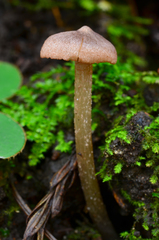 Entoloma cystomarginatum