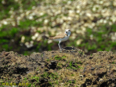 Charadrius leschenaultii