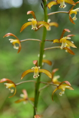 Oreorchis bilamellata