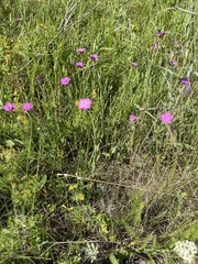 Dianthus chinensis