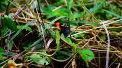 Pereute charops charops