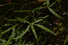 Alternanthera denticulata